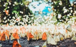 Mùa bướm rừng Cúc Phương