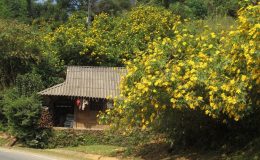 Mùa hoa dã quỳ nở vàng rực ở Buôn Ma Thuột